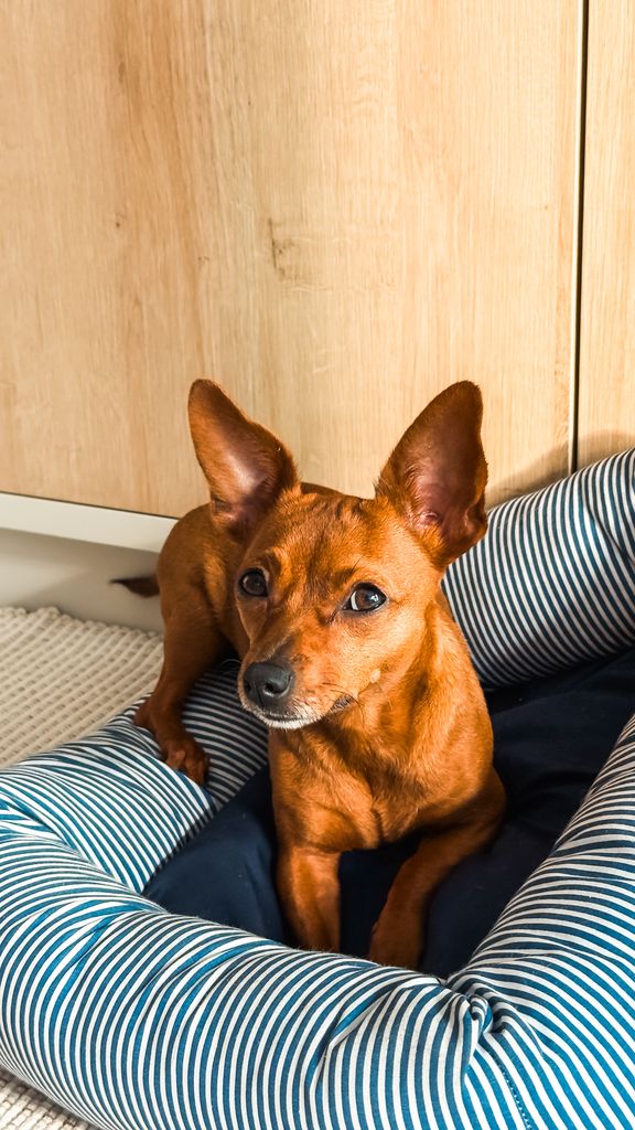 A small brown dog with alert ears sitting in a cozy striped bed indoors.
