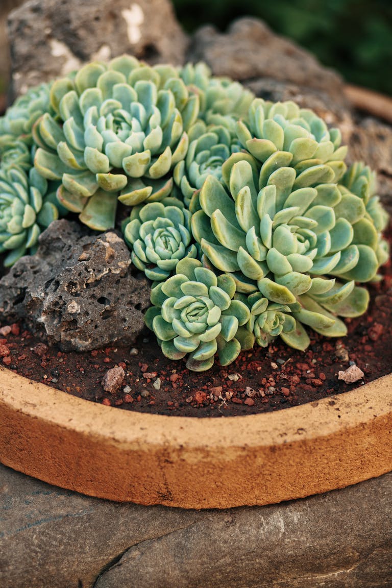 Detailed image of green succulents arranged in a stone pot, showcasing texture and earthy tones.