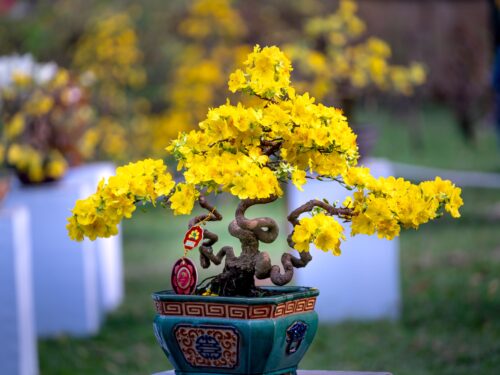 A beautiful bonsai tree with vibrant yellow flowers in an intricately designed pot, set against a blurred outdoor background.