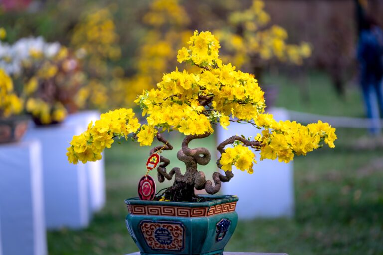 A beautiful bonsai tree with vibrant yellow flowers in an intricately designed pot, set against a blurred outdoor background.