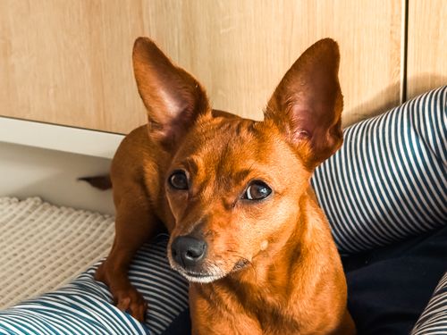 A small brown dog with alert ears sitting in a cozy striped bed indoors.