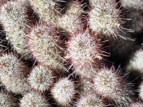 Detailed view of a group of small cacti with sharp spines.