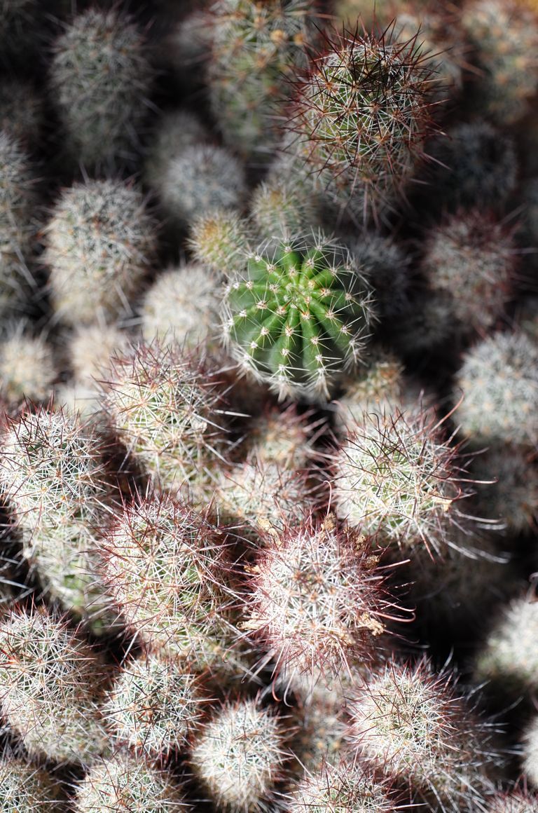 Detailed view of a group of small cacti with sharp spines.